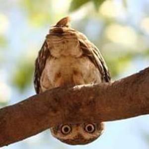 Meet your Posher, Devra